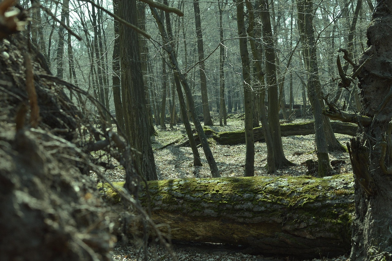 Puszcza Niepołomice